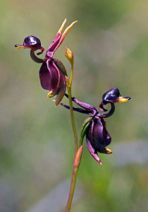flying duck orchid caleana major