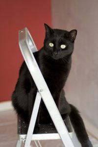 chat noir sur escabeau