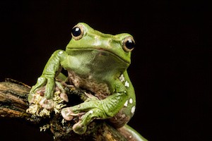 Vietnamese Blue (Gliding or Flying) Tree Frog (Polypedates dennysii) in close up staring at the camera against a black background