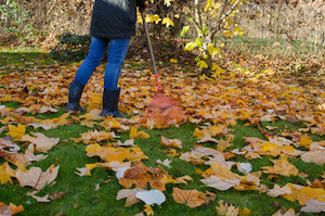 worker raking neatly with red garden rake autumn dry tuliptree leaves in garden
