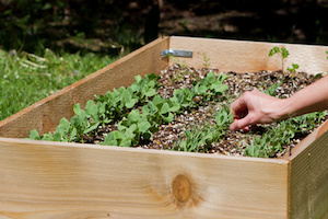 raised garden beds in the back yard female hands picking pea sprouts
