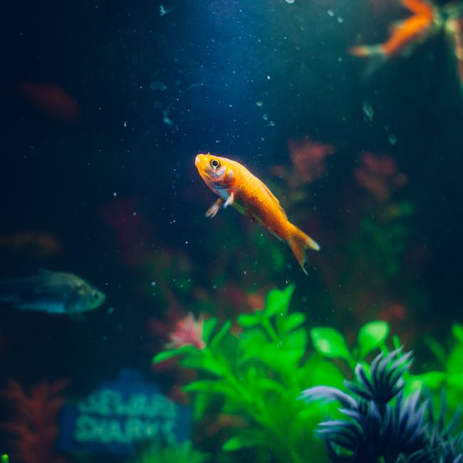 goldfish-animal-fish-pet-72288