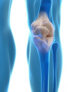 Human knee anatomy with femur, tibia and fibula bones under X-rays isolated on black.
