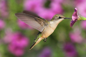 Female Ruby-throated Hummingbird (archilochus colubris) in flight at a flower with a colorful background