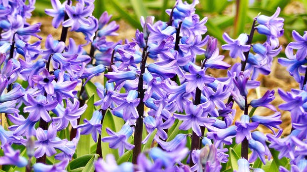 hyacinth-jacinth-flowers-flower-60063-2