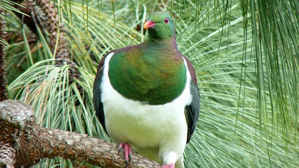 kereru 