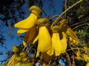 kowhai