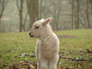 Lamb in the rain