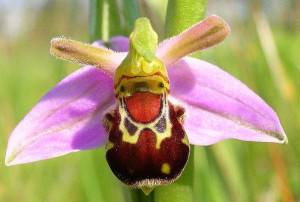 laughing bumble bee orchid ophrys bbomyblifora