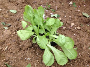 plants de salade,plantation au potager