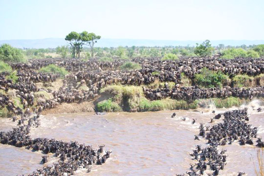 mara-river-crossing-aug_sep-2010_0001_layer-4
