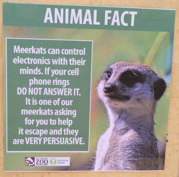 meerkat
