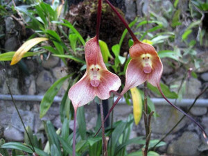 monkey face orchid