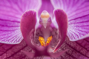 moth orchis phalaenopsis