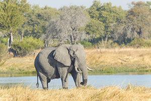 African elephant in natural Botswana, South Africa ,Kenya