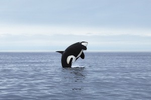 Orca making high jump, Kamchatka, Northwest Pacific