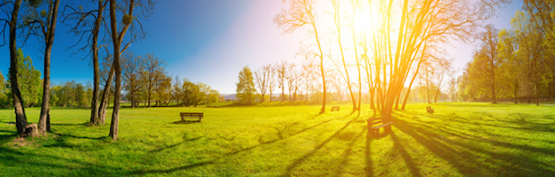 sunny morning in spring park