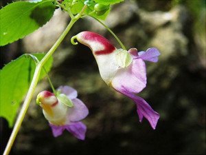 parrot flower impatiens psittacina