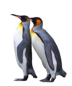 Two emperor penguin isolated over white