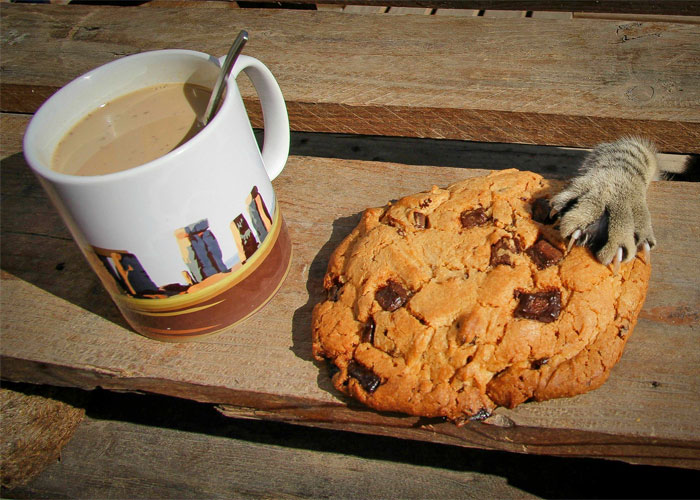 pets-caught-red-handed-stealing-animals-coverimage