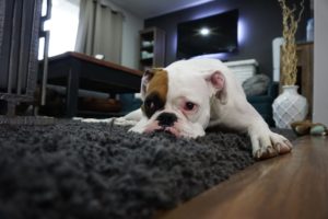 dog, bored, carpet