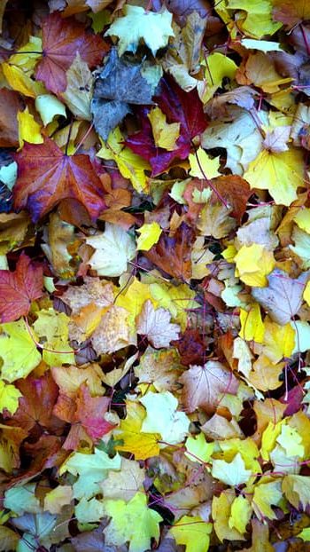 leaves, autumn