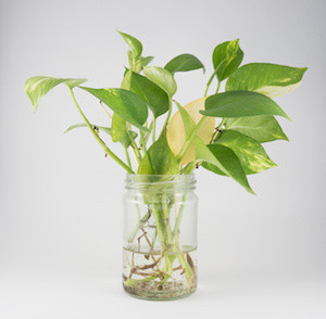 Golden pothos in glass bottle and white background