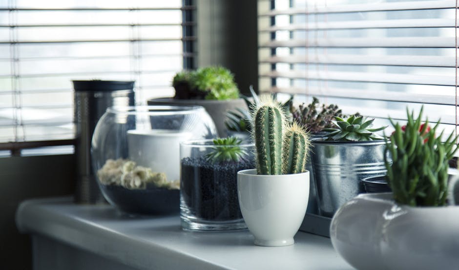 pots-plants-cactus-succulent