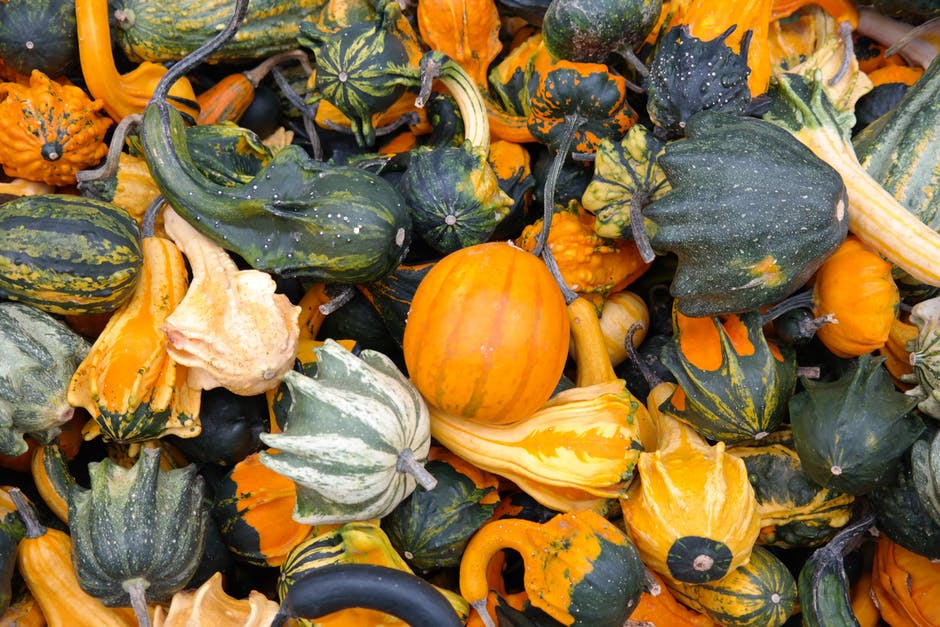 pumpkins-decorative-squashes-green-autumn-62286