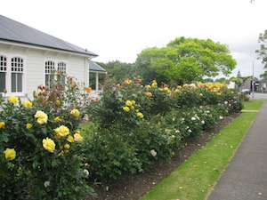 rose-driveway