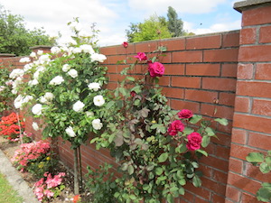 rose-fence