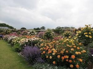 rose garden