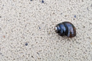 Snail