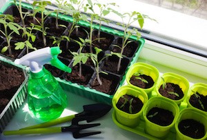 Vegetable seedlings in pots indoor