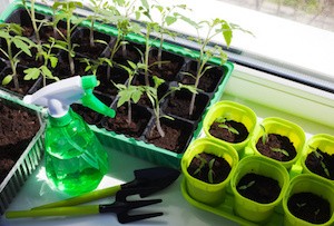 Vegetable seedlings in pots indoor