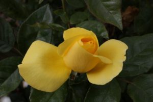 serendipity_3_small_