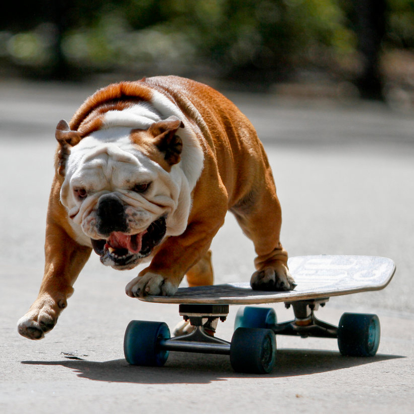 skateboarding-dog