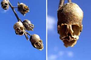 snap dragon seed pod antirrhinum