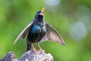Common starling singing