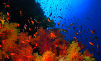 volivolidivingac920a8387e2639a85d9ff0000167a3d