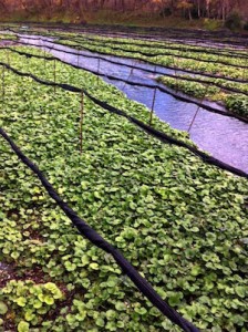 wasabi farm 2