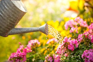 Watering flowers in garden centre