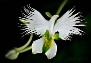 white egret orchid habenaria radiata