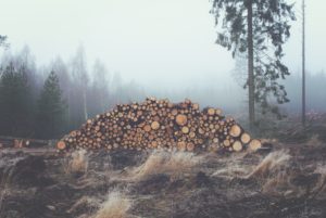 wood-forest-stack-stacked