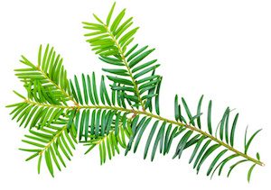 yew twig isolated on white background
